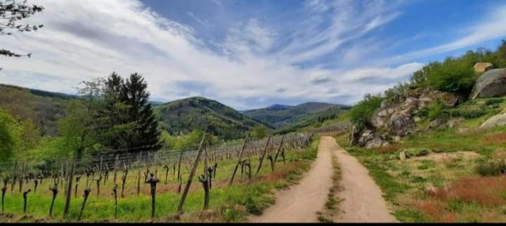Gite A Andlau Dış mekan fotoğraf